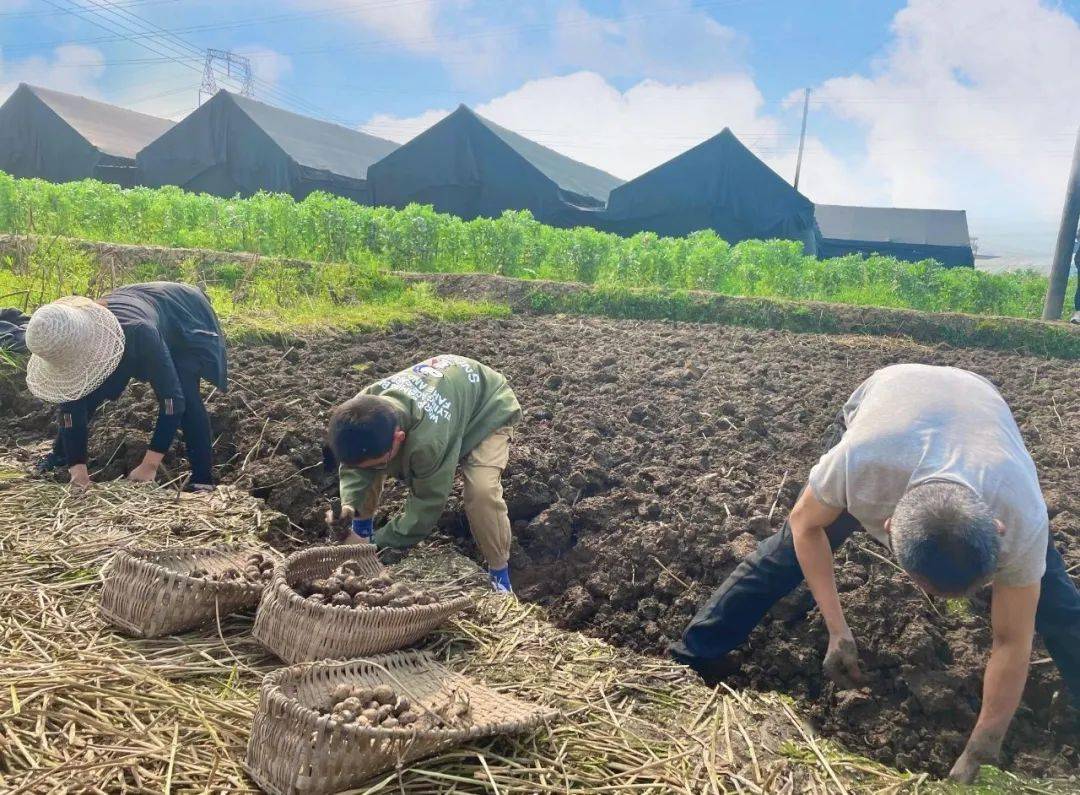峨眉仙塘村,荸荠丰收正当时!_种植户