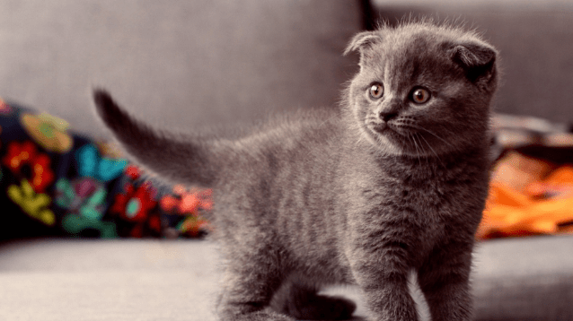 d5bfb5c573254eb0b2592f4565b20353.png