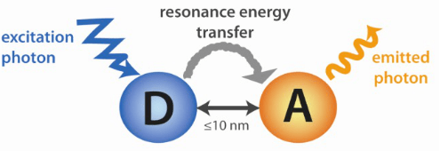 限时福利 | 这些 pcr 技术你都知道吗?_荧光