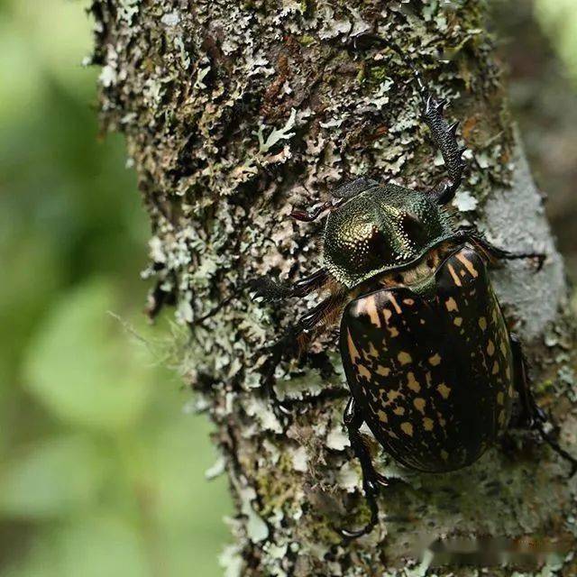 物种图册-台湾长臂金龟(公布67期猜动物的答案)