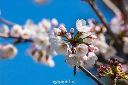 玄武湖樱花开了！