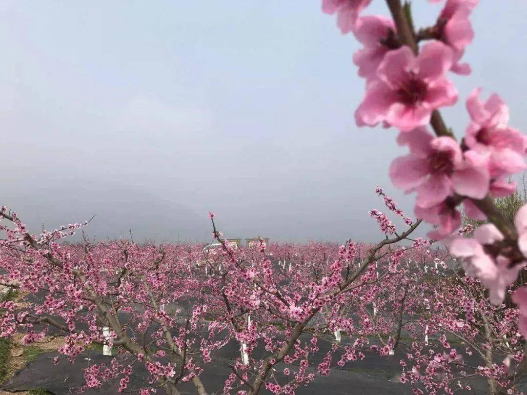 春晓德阳 | 千亩桃花盛放！桃李花溪生态度假区桃花节盛大开幕！