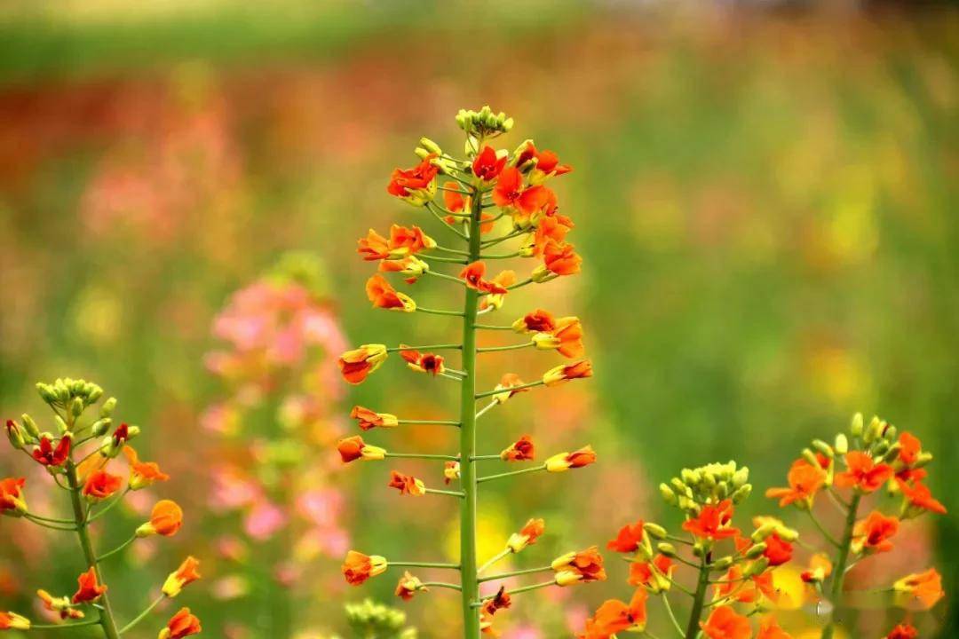 江夏五里界七彩油菜花开了