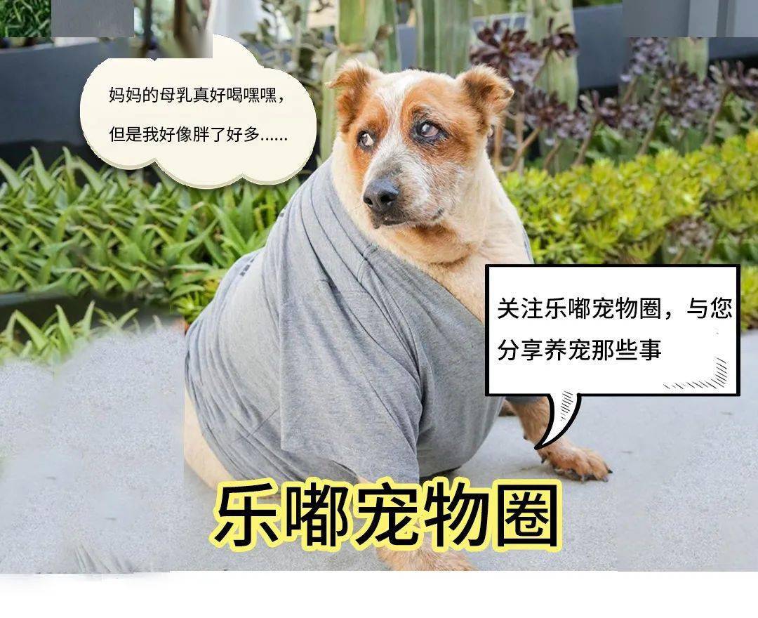 狗狗喝人母乳胖10斤.