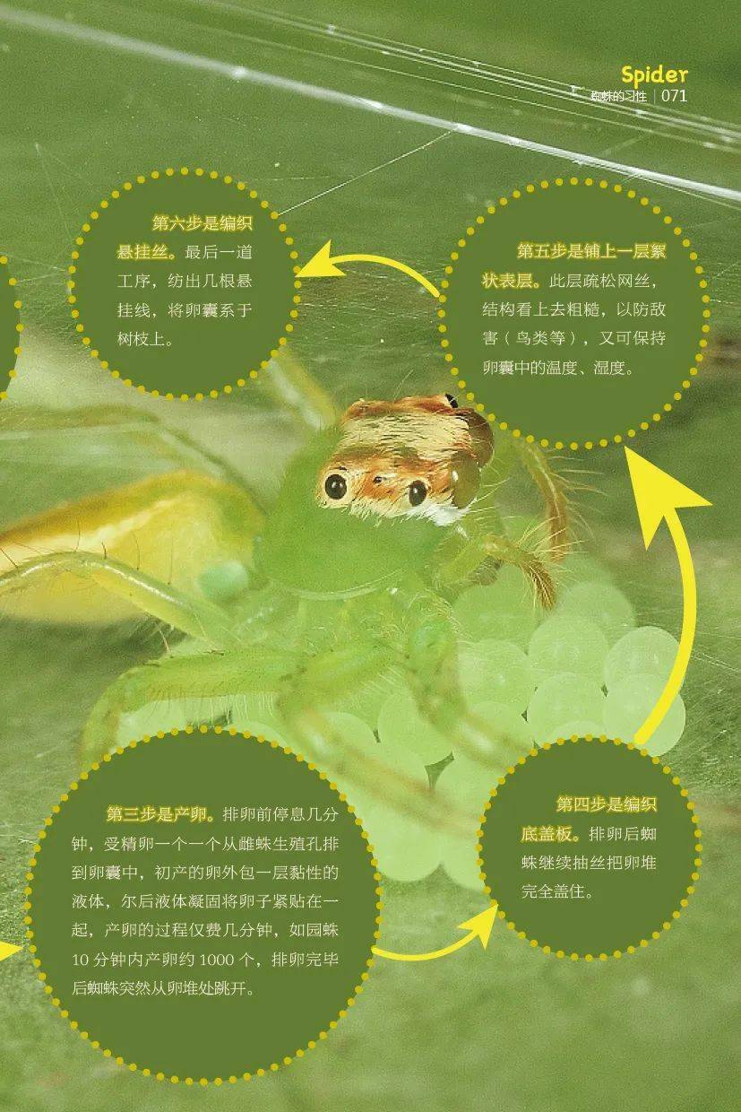 收录关于蜘蛛的基础知识,以简练易懂的文字搭配大量精美的生态照片和