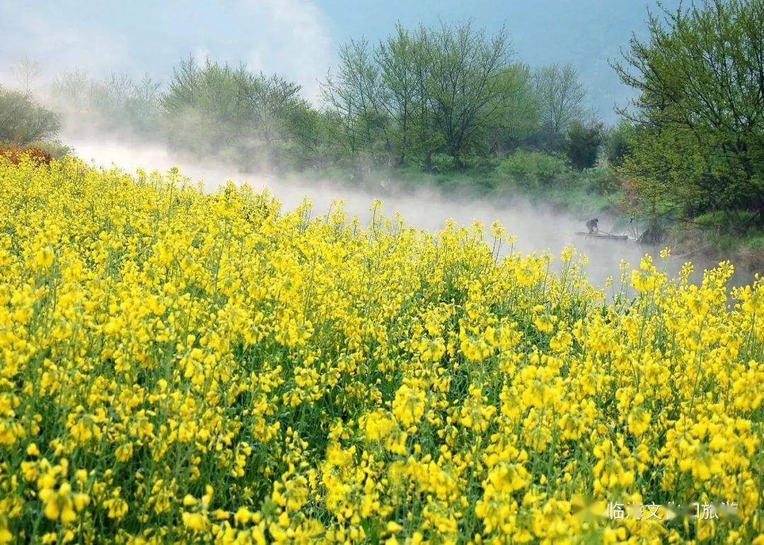 临海的油菜花惊艳上线,遍地金黄