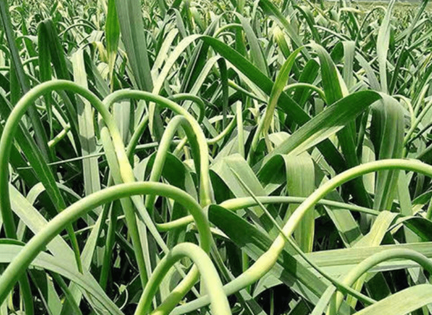 了解这些方法种植大蒜不发黄不干尖还高产用过就知道