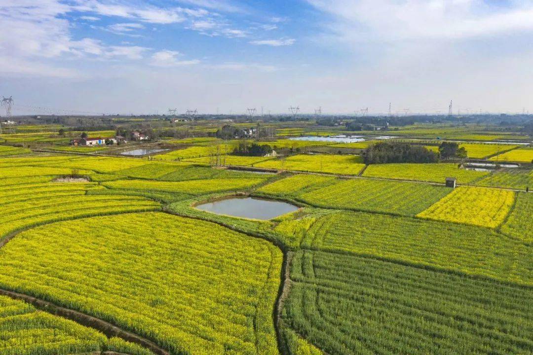 气温窜升达18监利油菜花开