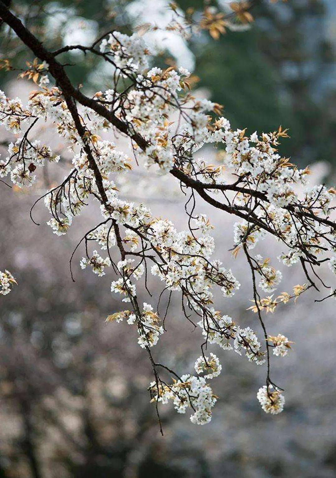 樱桃花海来袭蒲江超10000亩樱桃花绽放花开正艳赶紧约起来