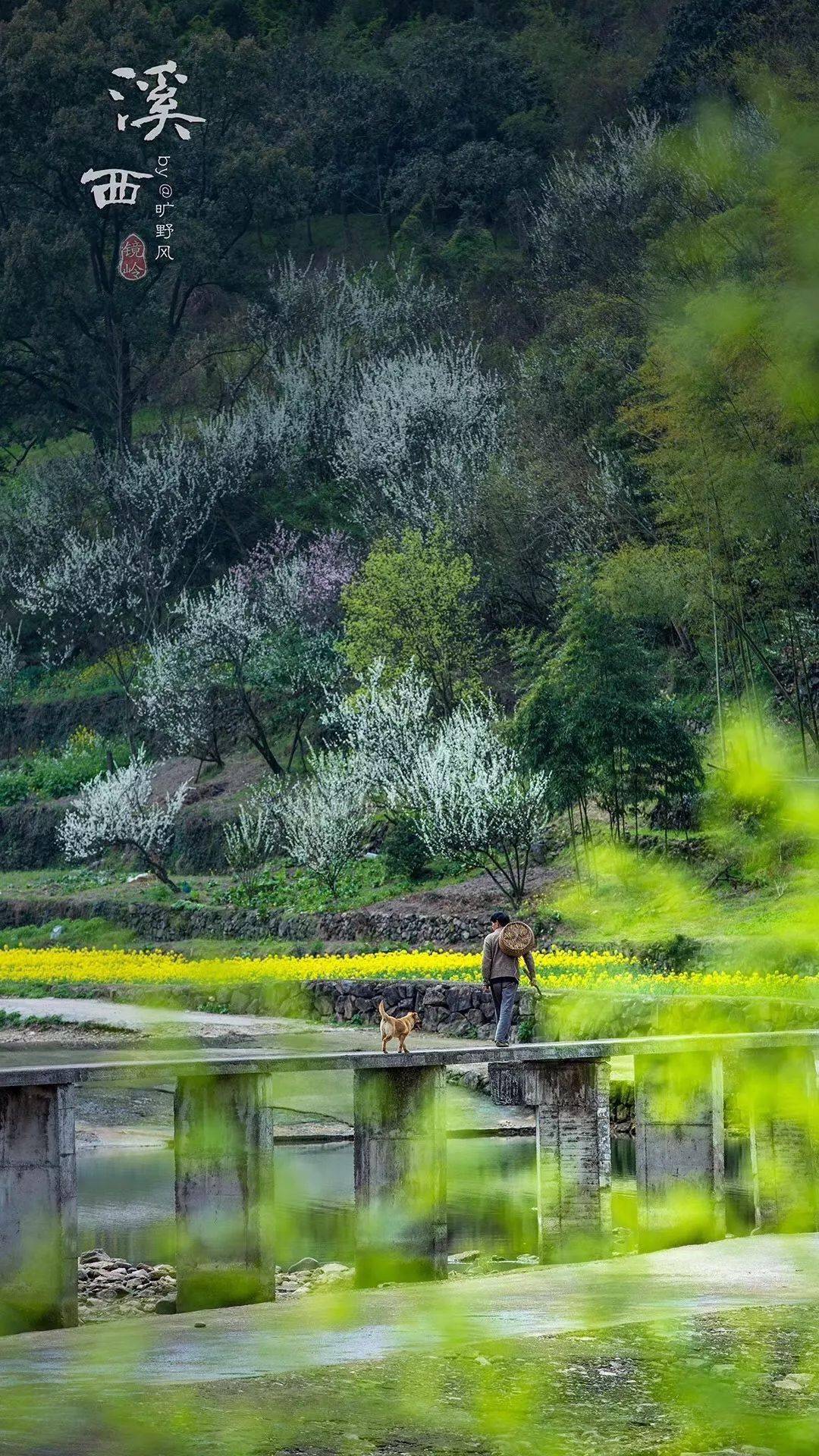 休闲赏花37周日新昌镜岭溪西村李花开许你一片烟花三月