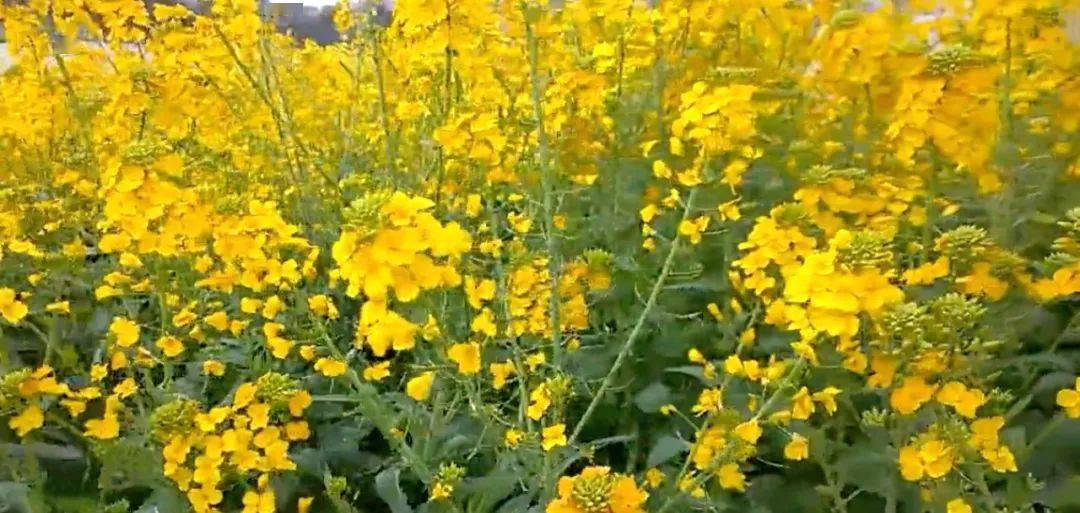 高校培育38种颜色油菜花却被质疑 研究无意义 评论亮了 种植 高校培育38种颜色油菜花却被质疑 研究无意义 评论亮了 种植