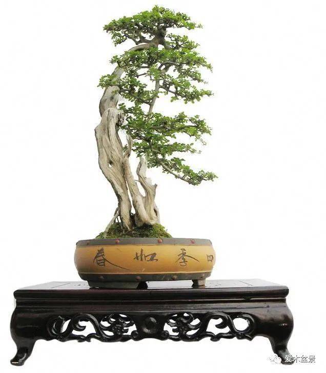 图文论中国盆景系统分类法三