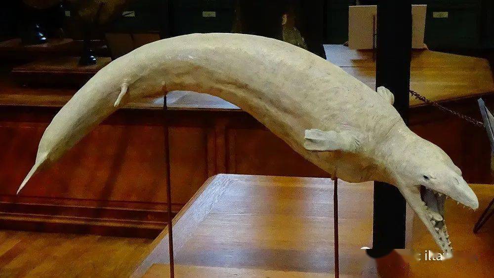 这头古怪的野兽其实是鲸鱼