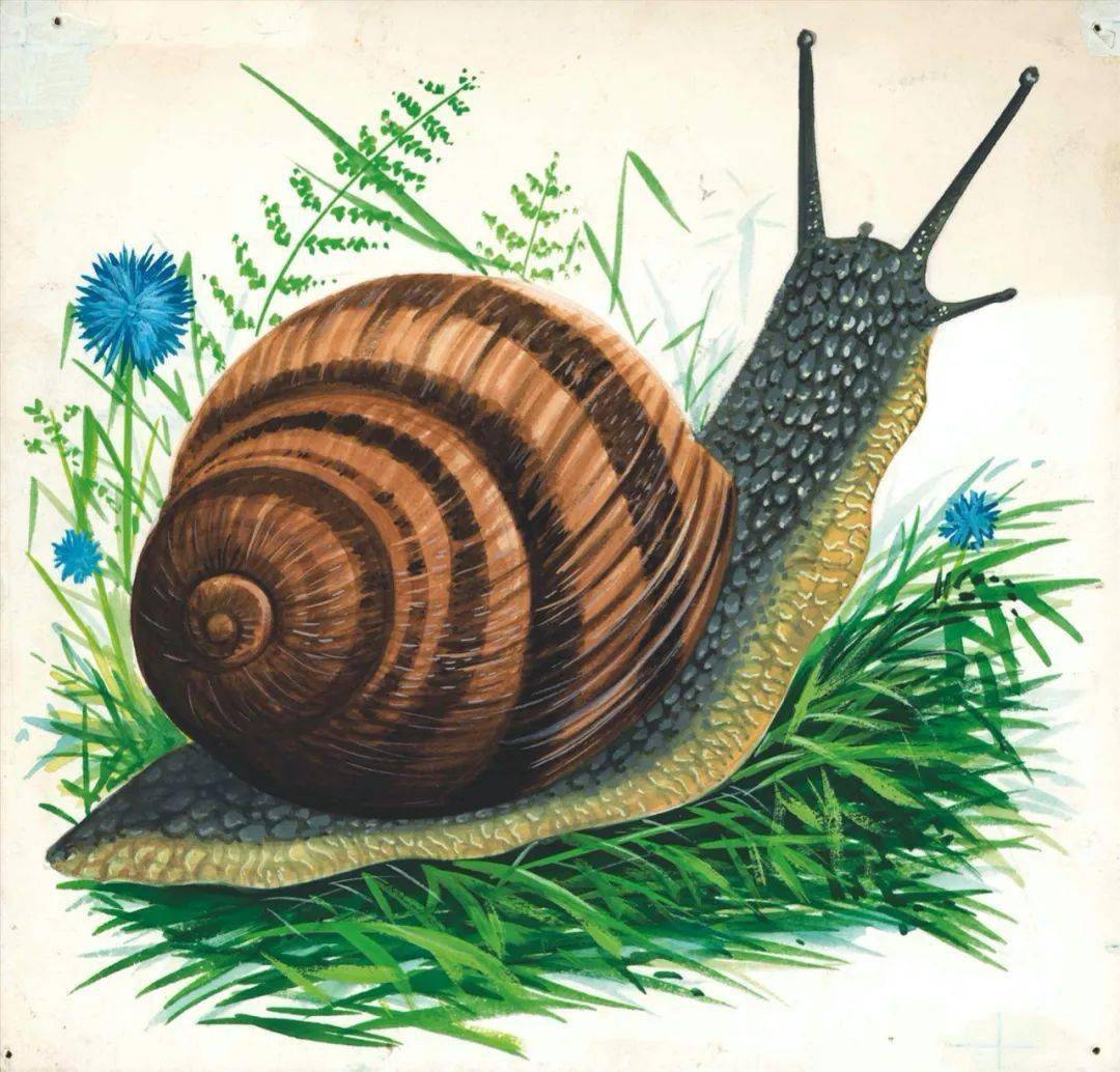 蜗牛的视觉 dcaa16d780d44a5480ecde860798247d.jpeg