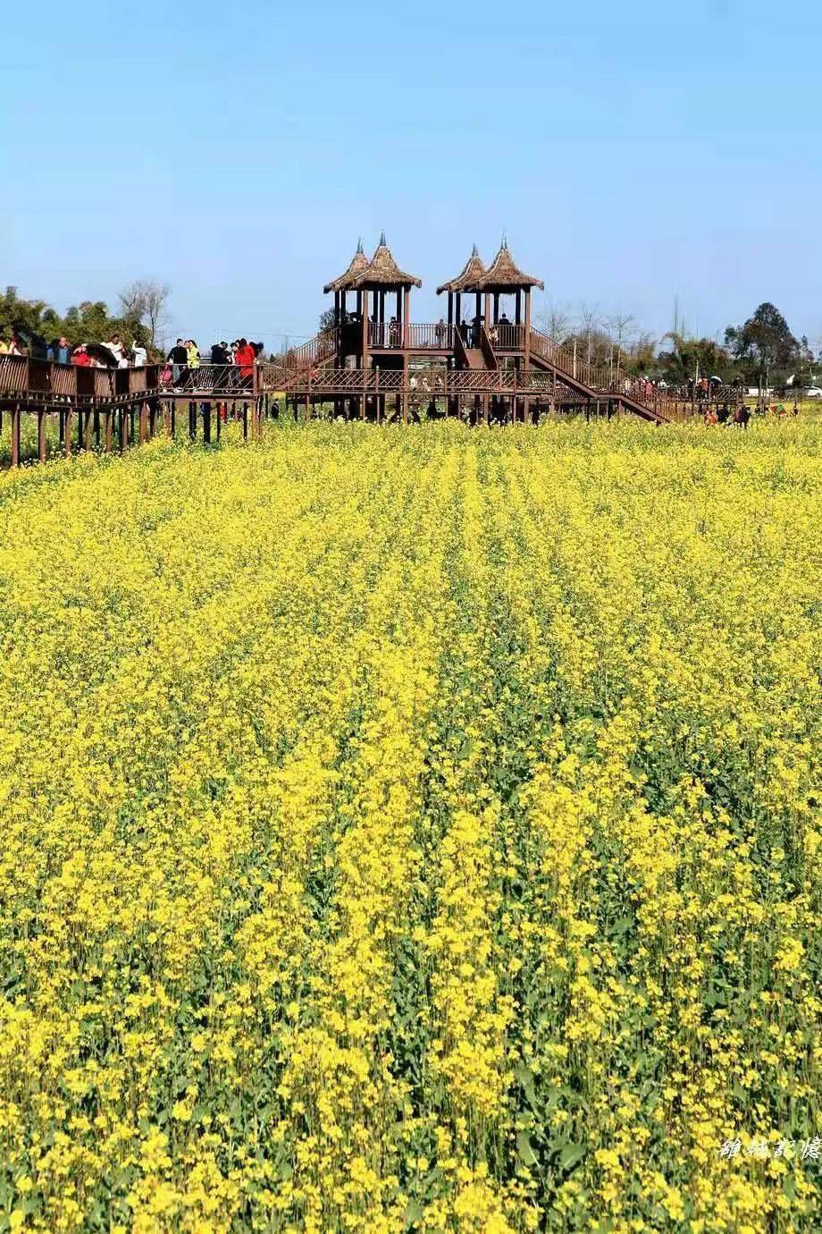 花开德阳,春季赏花,就去德阳这些地方…_油菜花