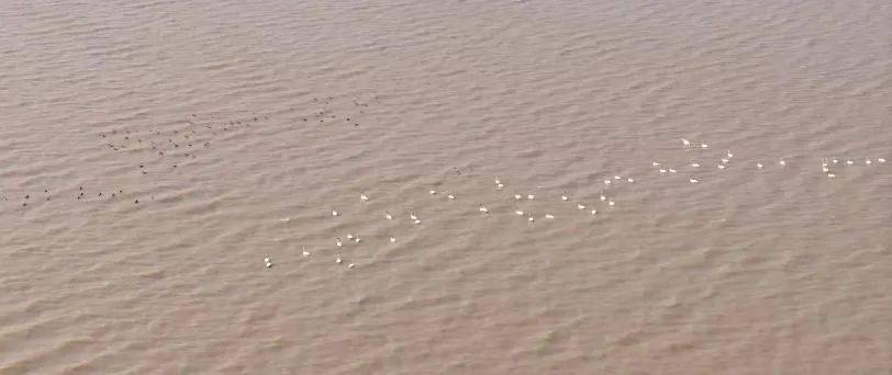 【探索】小天鹅频频光顾九段沙，来看它们的优雅身姿！