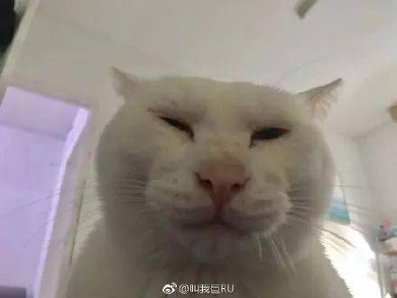 成為了我家的貓，你這輩子過得開心嗎？ 萌趣萌寵 第4张