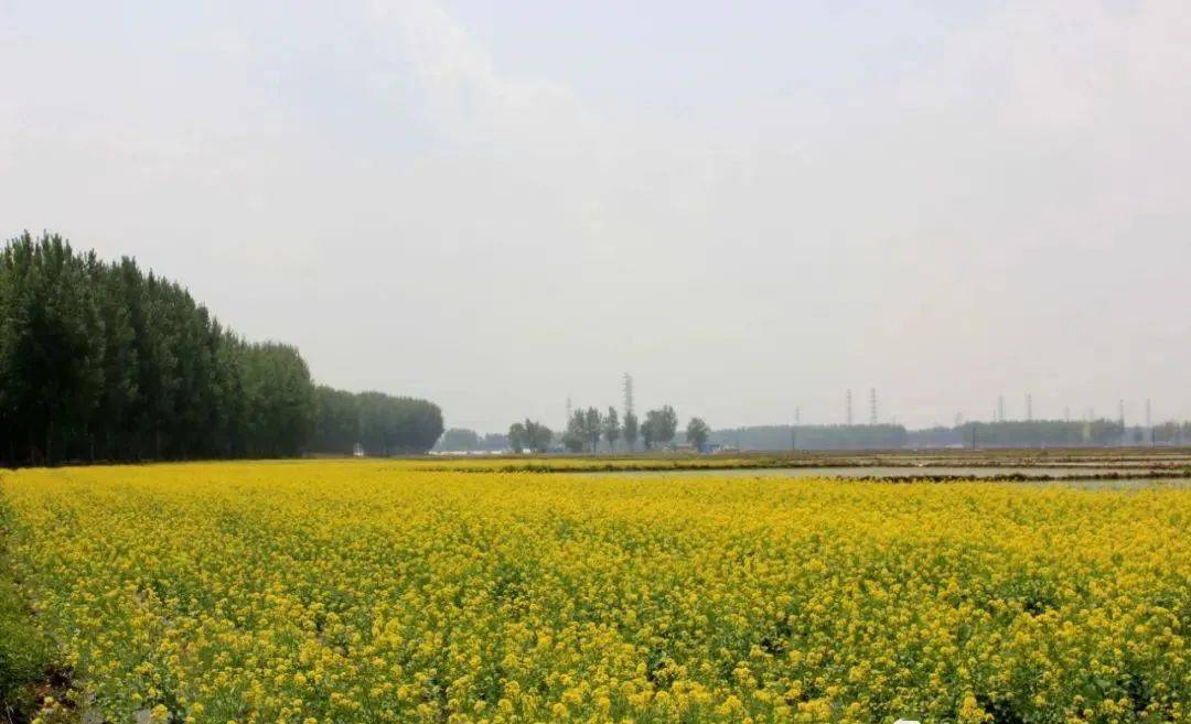 乡村振兴米香飘四海杨士岗镇积极打造稻米加工发展产业链