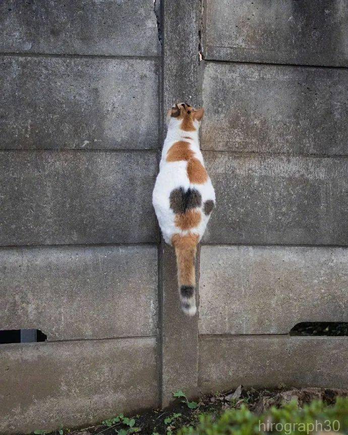 那些在爬墙的猫咪,是蜘蛛喵?