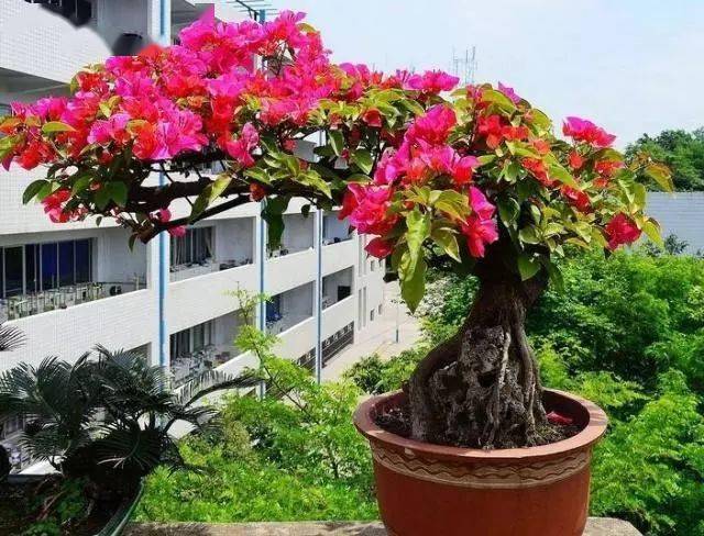 精品三角梅老桩盆栽 a124db0731cc46939ae07f64efc36a85.jpeg