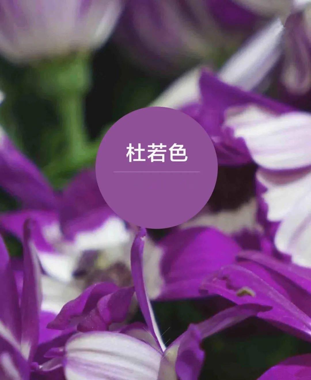 车身颜色为美丽的杜若色宁句城际列车首度曝光