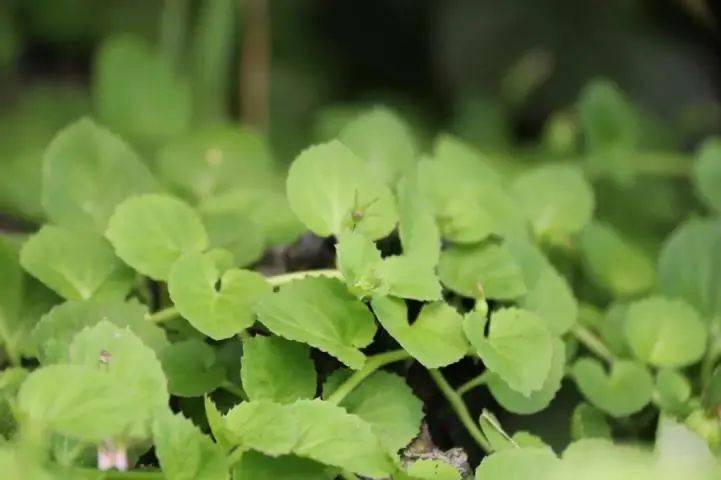 春风十里,不如野菜半斤!舌尖上的"春天"来了!