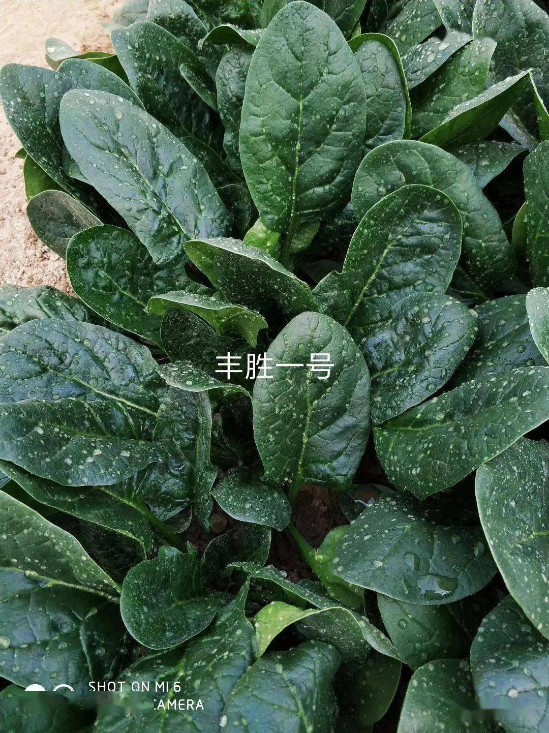 鼎优菠菜——3月5日，我们不见不散！