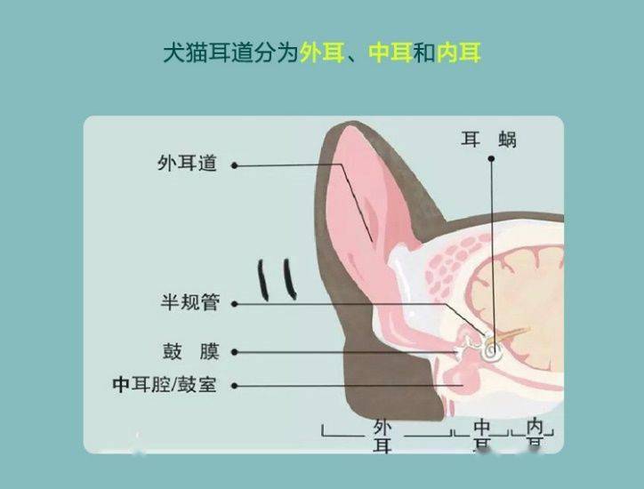 猫咪耳朵结构图图片