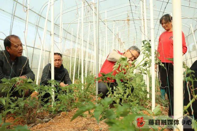 藤县各镇人口_广西梧州藤县照片