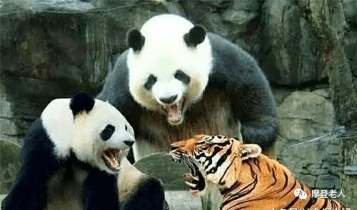 各个国家的国宝是什么 0aa621e6fce54256ac550aea7c7e98ee.png