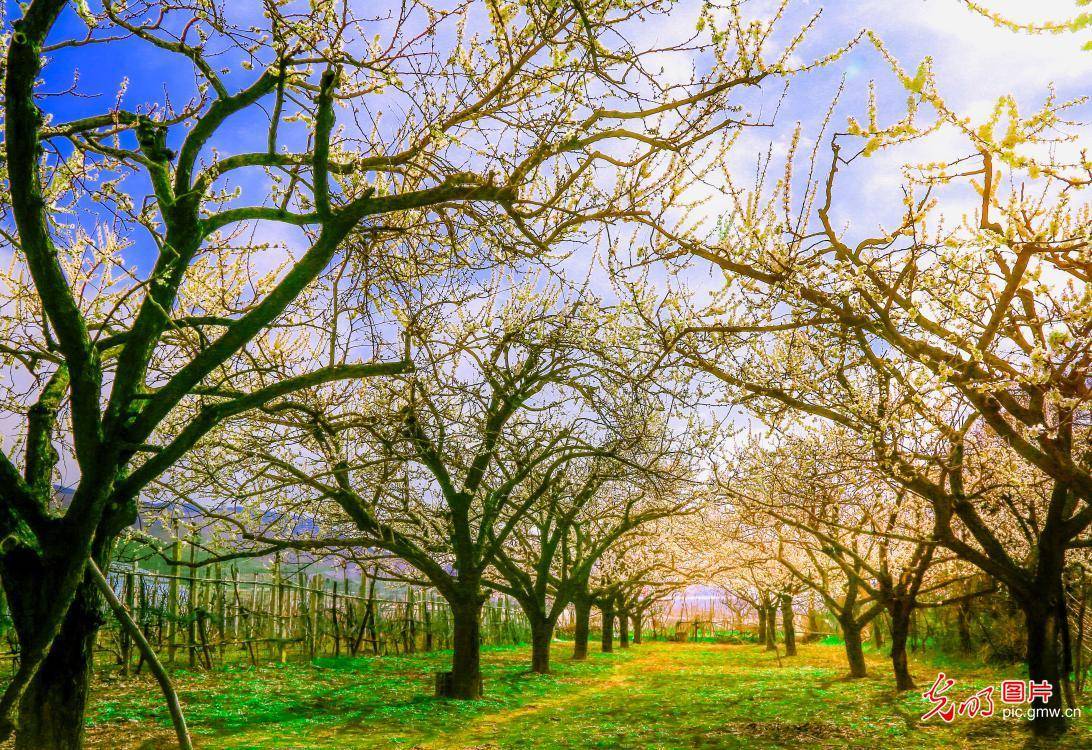 apricot flowers in full blossom in huaibei, e chinas anhui