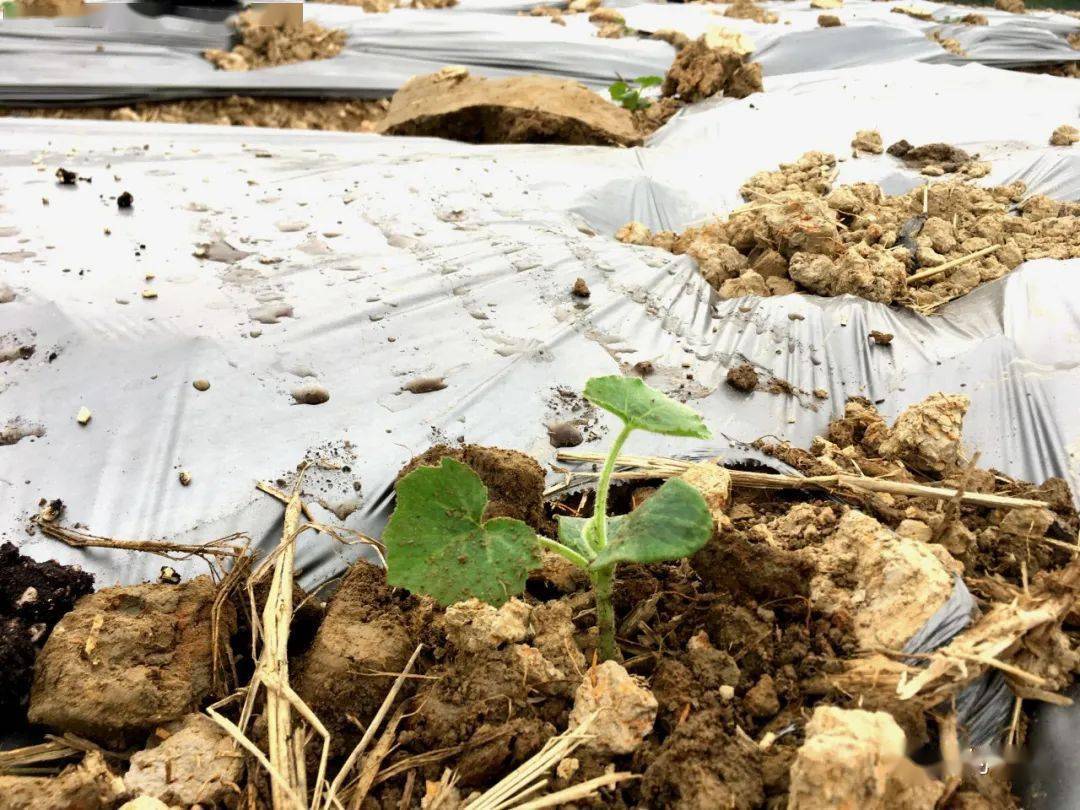 220亩香芋南瓜,开种!预计5月中旬