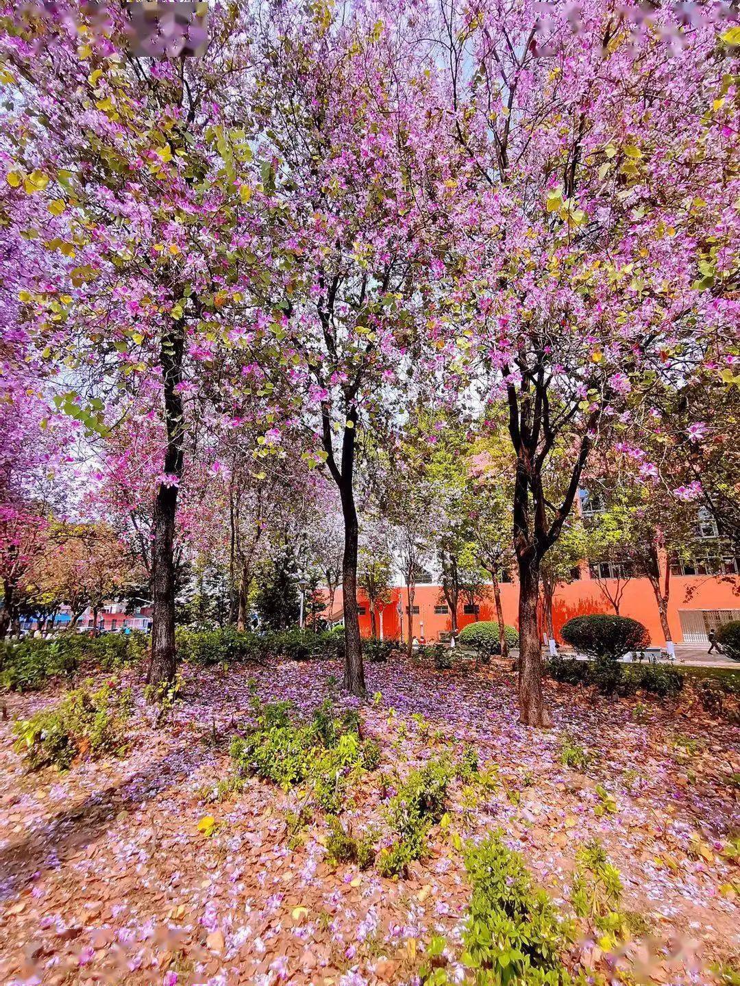 花城看花丨宫粉羊蹄甲,天上是你,地上还是你