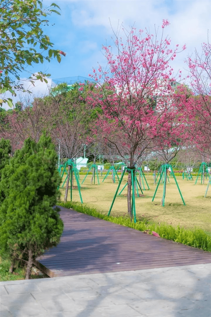 「週末好去處」春暖花開,澳門這幾處山水好風光等你來