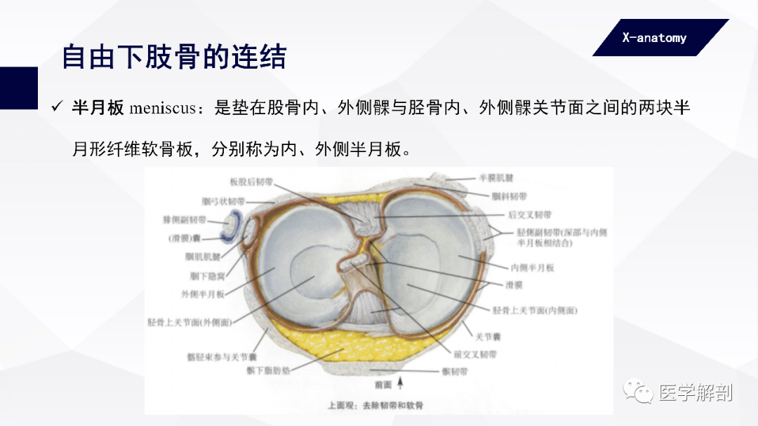 人體的重力從踝關節經距骨向前,後傳遞到蹠骨頭和跟骨結節,從而保證