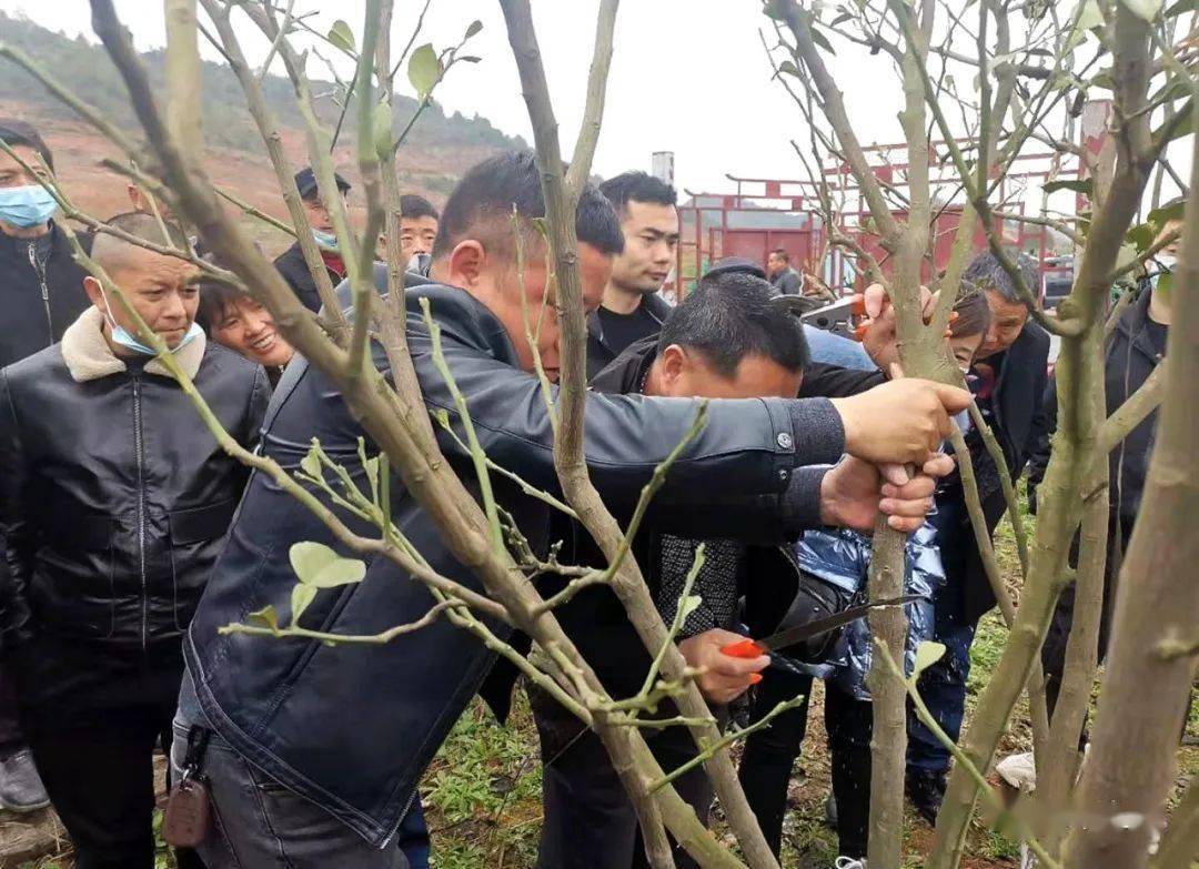 我市举办柑橘(果类)扶贫产业技术暨创业致富带头人培训