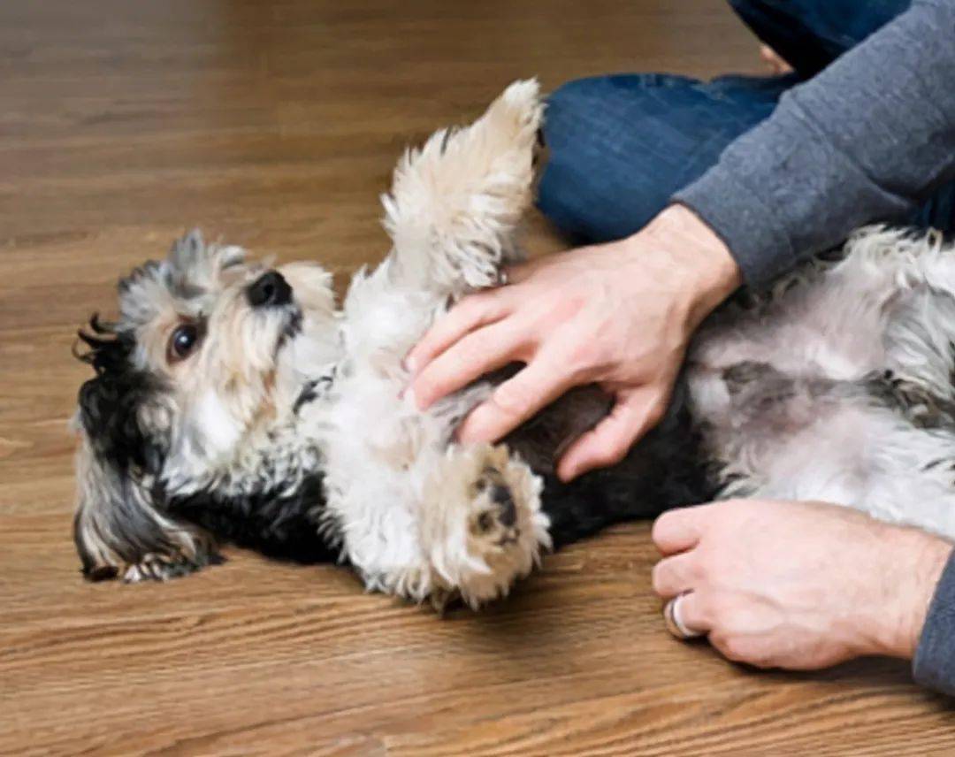 给狗狗腹部按摩 1e887d4c09a84c8c875a928d8b997619.jpeg