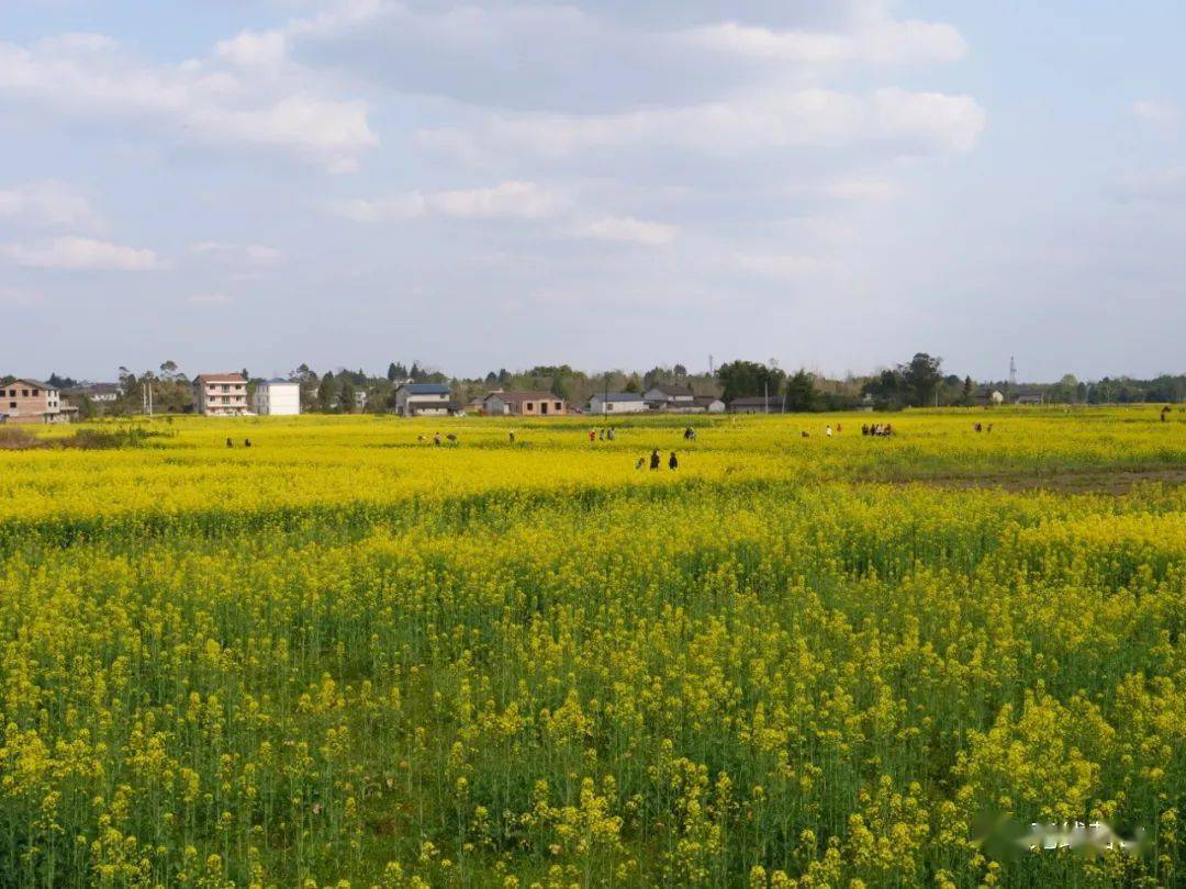 营山县东升镇向坝村处处美景.