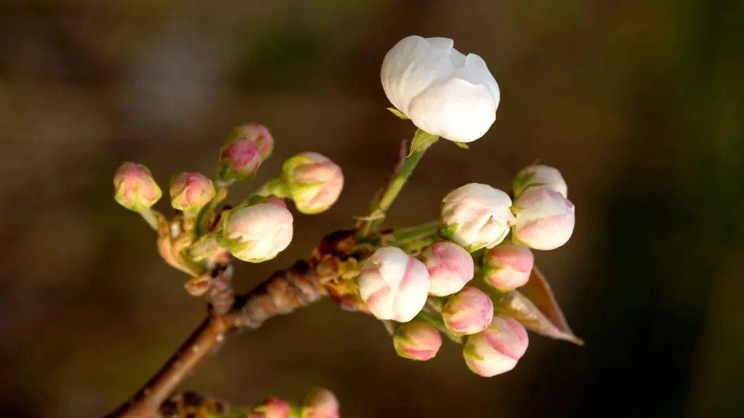 梨花谷赏花季要来了 今年个旧加级寨将美爆你的春天 图片