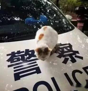 警车上赖着一只猫咪,警察软硬兼施都劝不下来,无奈只得强行关押