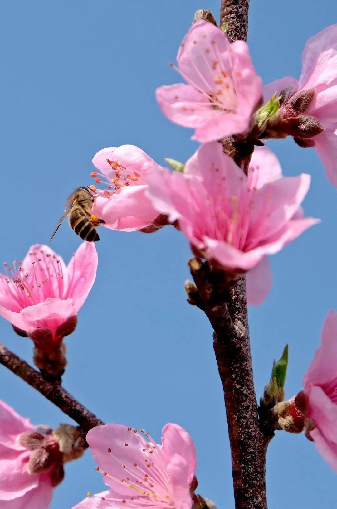 来个旧,绝美春光里遇见最旺桃花运!_保和乡