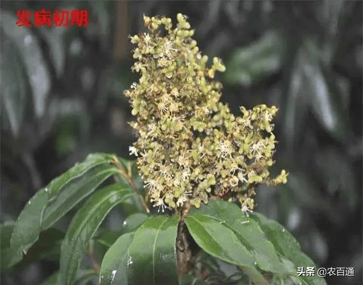 荔枝花期兩種重要花穗病害的識別技巧