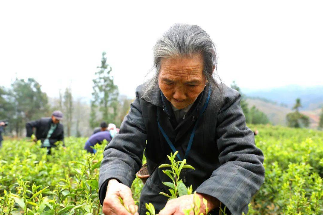 乡下卖茶叶的爷爷