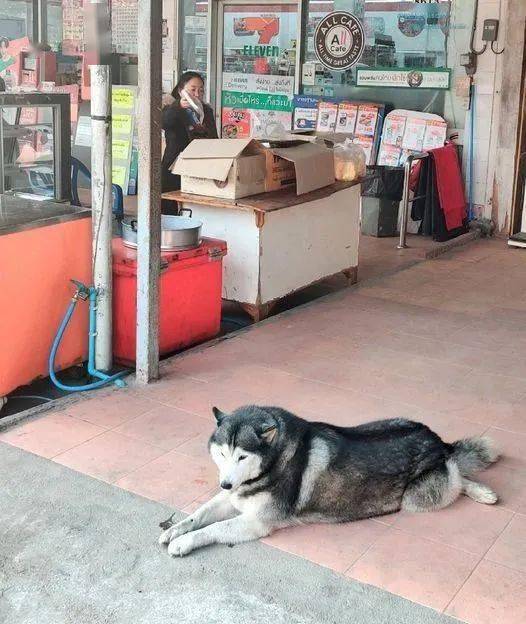 泰国金店被抢劫，看门的二哈怂到“装死”秒睡