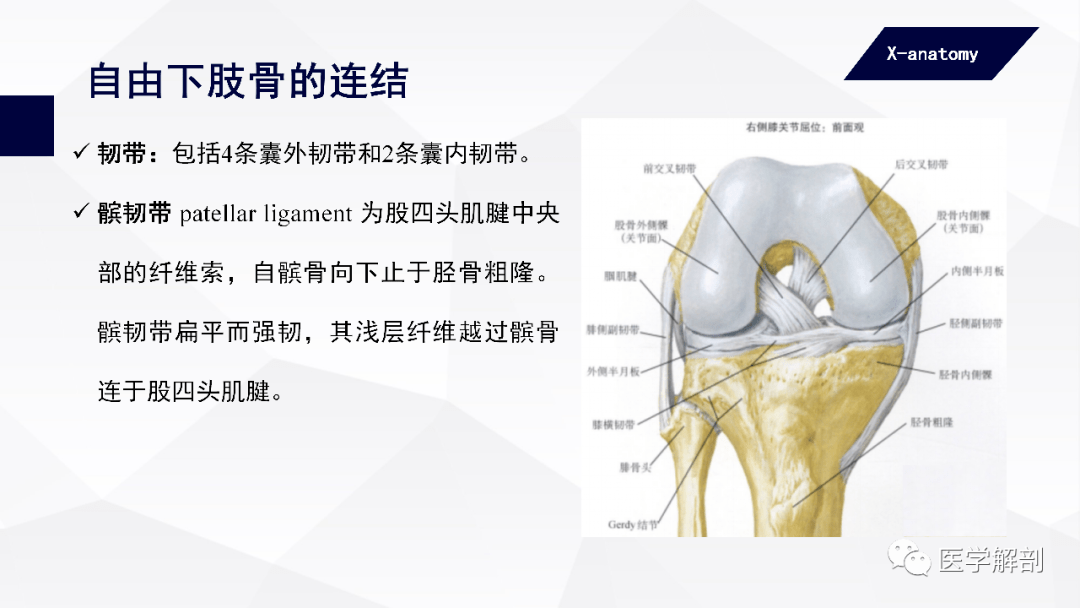 人體解剖學附肢骨及其連結下肢骨的連結二