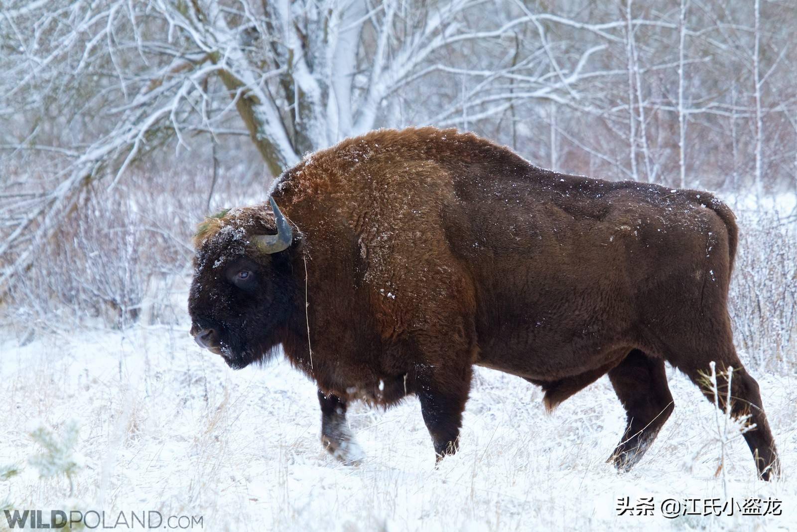 牛年说牛」欧洲最大哺乳兽的血泪兴衰史_搜狐网