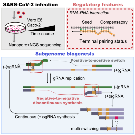 molcell周宇陳宇藍柯團隊合作揭示新冠病毒亞基因組動態生成調控機制