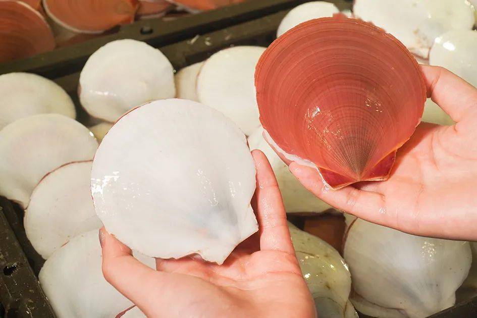 笼仔蒸日月贝 -"样丑但味美",第一次看到鸡爪螺的人可能会被吓到.