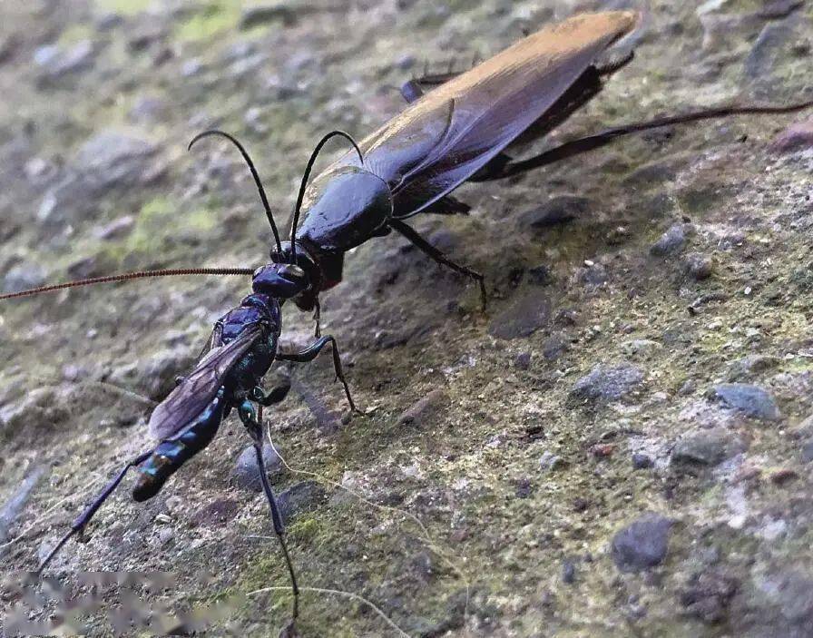 蠊泥蜂捕获蟑螂同时代的法国作家雨果(1885 年去世)目光如炬,他很早就