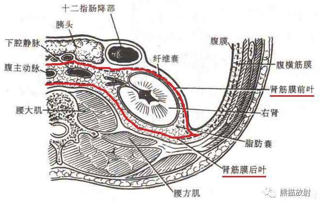 腹膜后解剖示意图图片